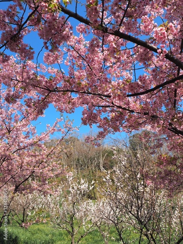 the beautiful cherry blossoms in JAPAN photo