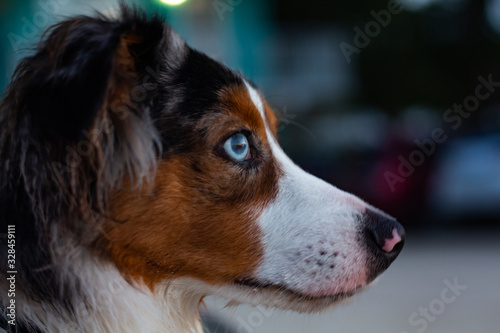 Fototapeta Naklejka Na Ścianę i Meble -  Dog blue eye close up