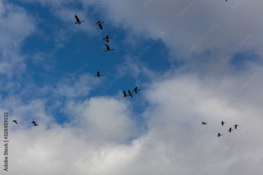 Flock of flying ducks