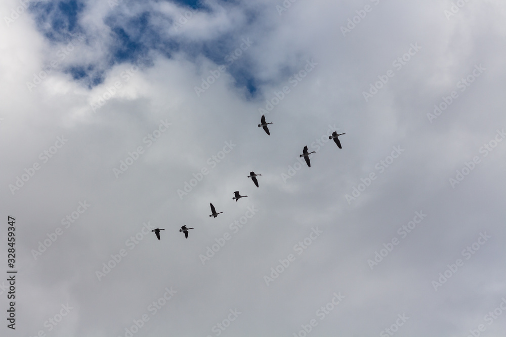 A school of flying geese