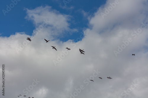 Flock of flying geese