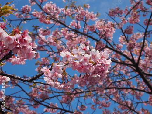 the beautiful cherry blossoms in JAPAN