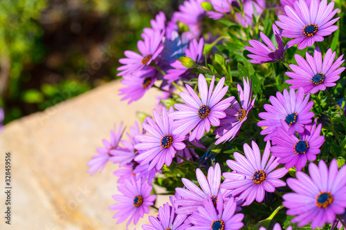 Beautiful flowering bush of Osteospermum. The magenta-lilac color petal flowers in shallow depth of field. They are known as the daisybushes or African daisies, South African daisy and Cape daisy. photo