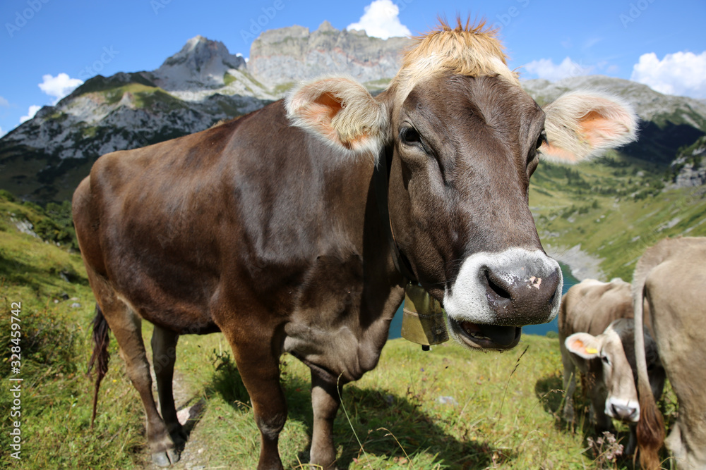 Kuh in den Berner Alpen. Schweiz