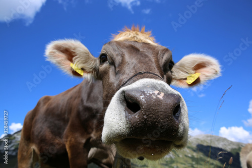 Kuh in den Berner Alpen. Schweiz © Benshot
