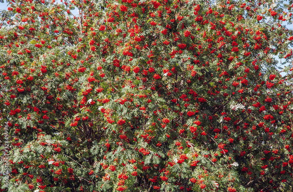 Very lush rowans or mountain ashes tree with lot of red berries outdoors in autumn in Northern Europe.