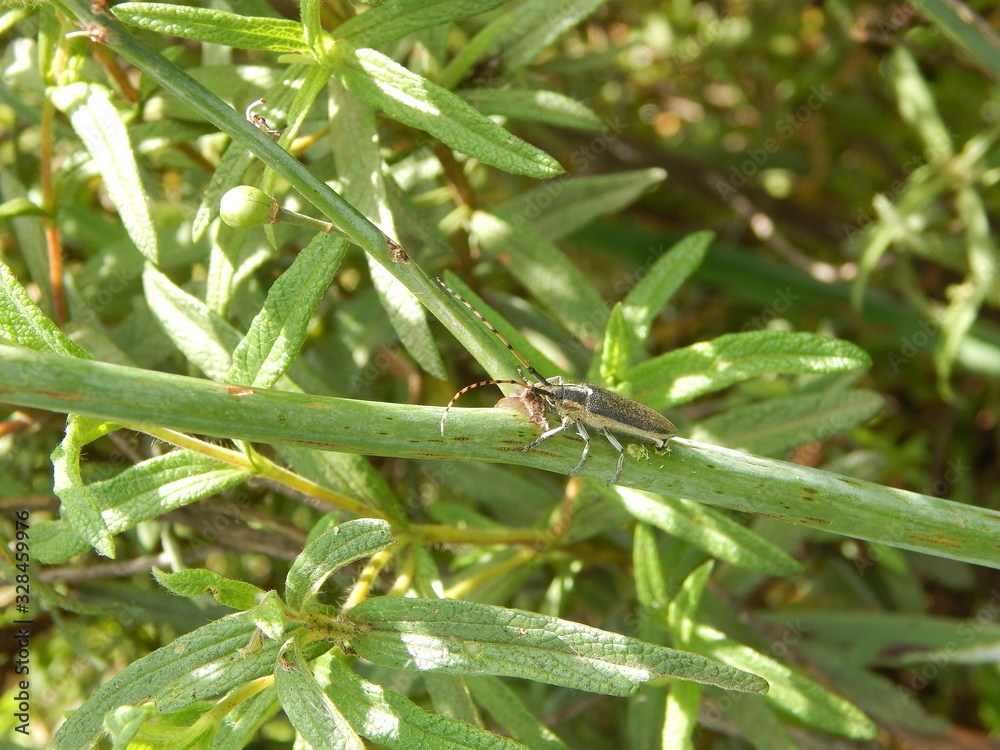 Cerambycid beetle on top of a green stem Cerambycid beetle on top of a green stem