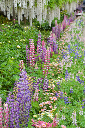 Lupinus in the garden after the rain photo