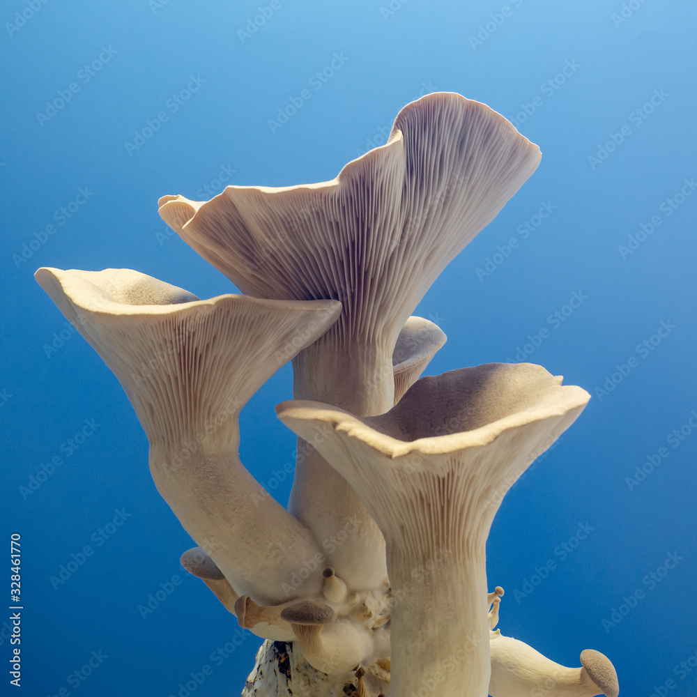 Fototapeta premium fresh royal oyster mushrooms for cooking vegetarian foods with a large amount of protein