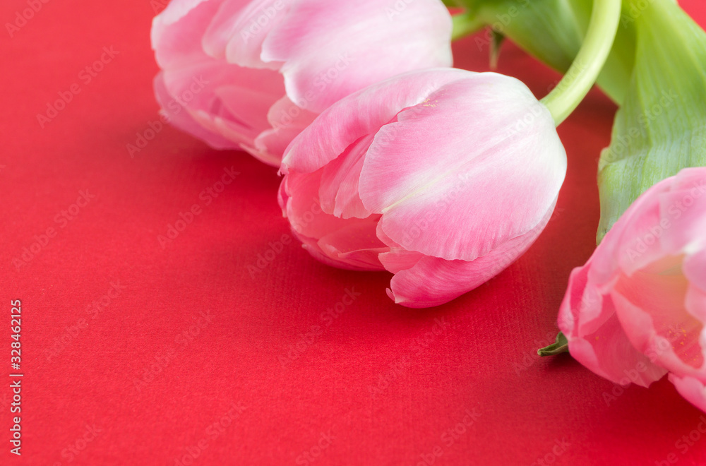 pink blooming tulips on a red background pink blooming tulips on a red background