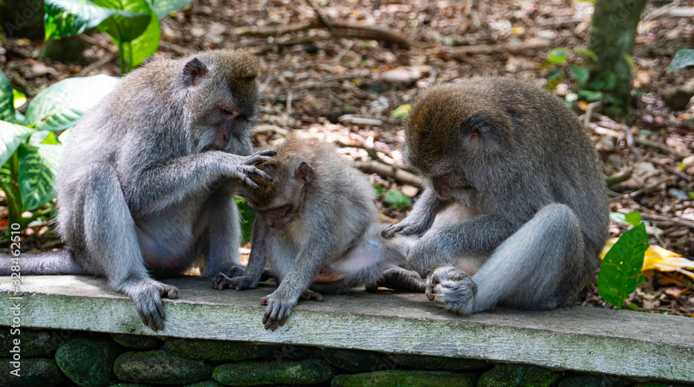 balinese long-tailed monkey (macaca fascicularis) playing around and scratching each other in the Sacred Monkey Forest in Ubud, Bali, Indonesia