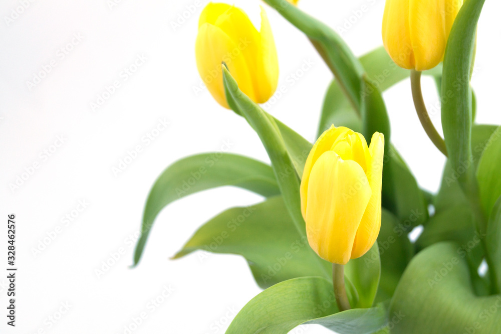 yellow tulips on a white background. yellow tulips on a white background.