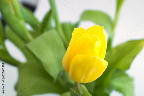 yellow tulips on a white background. © Julia Sedaeva 