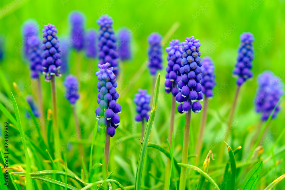 Grape Hyacinth flowers on a green field. Blue flowers among green grass. Grape Hyacinth flowers on a green field. Blue flowers among green grass.