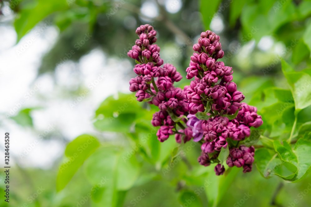 Spring branch of blossoming lilac. A branch of sirens on a tree in a garden, park. Spring branch of blossoming lilac. A branch of sirens on a tree in a garden, park.