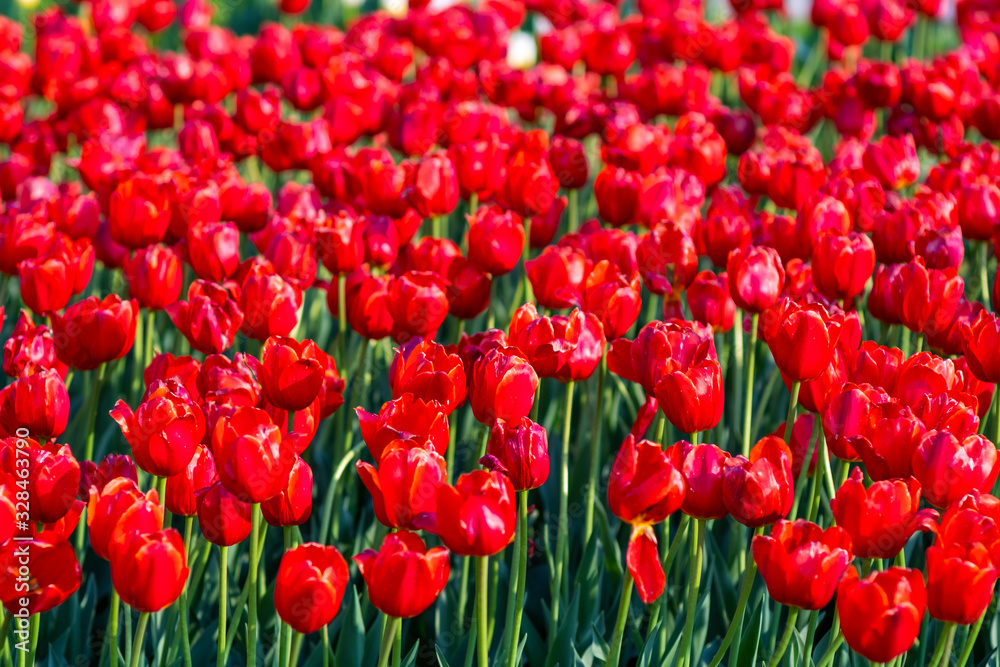 Fototapeta premium Beautiful red tulip field background. Tulip flowers meadow, selective focus.
