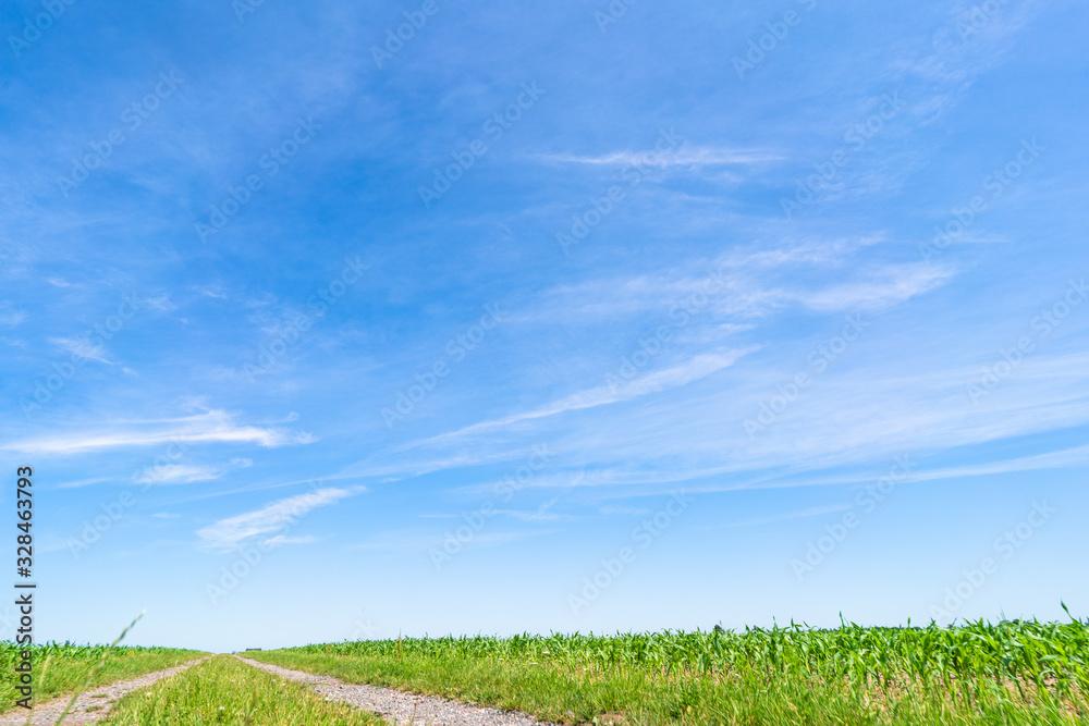 Green grass field and blue sky Green grass field and blue sky