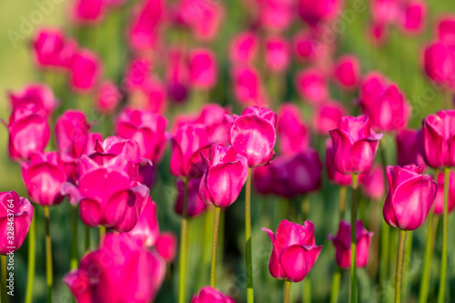 Beautiful violet pink tulip field background. Tulip flowers meadow  selective focus.