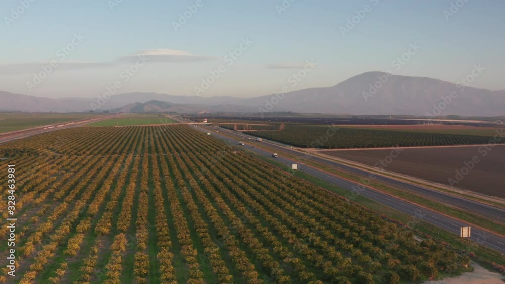 Aerial View Rows of Trees in Bakersfield California Aerial View Rows of Trees in Bakersfield California