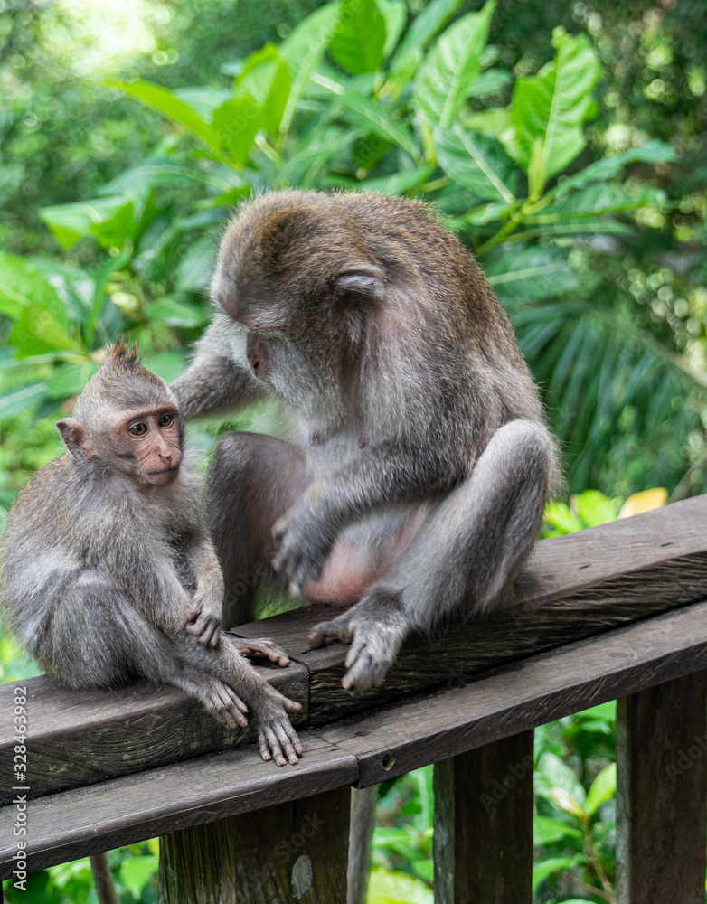 balinese long-tailed monkey (macaca fascicularis) playing around and scratching each other in the Sacred Monkey Forest in Ubud, Bali, Indonesia