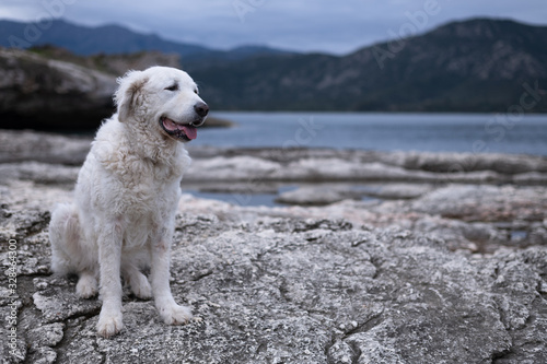 Beautiful white Kuvasz Dog sitting on the rocks near the sea with mountains in the background. Corsica © LaSu