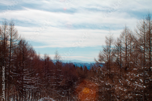 forest in winter © Udari