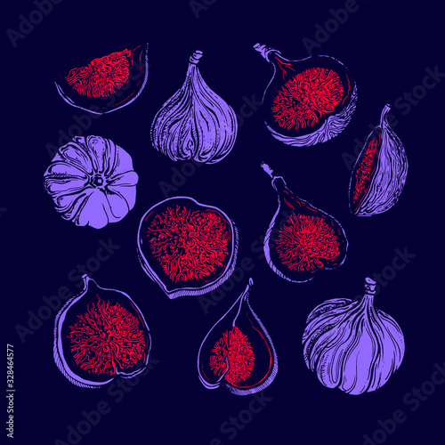 Fig vector set. Natural sweet fruit. Sketch print