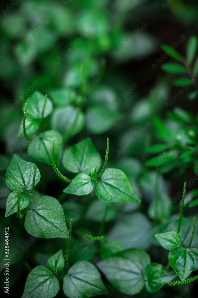 Bokeh image of dark green plants during the spring. Bokeh image of dark green plants during the spring.