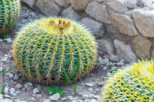 Echinocactus grusonii, popularly known as the golden barrel cactus, golden ball or mother-in-law's cushion is endemic to east-central Mexico. Large cacti growing in open ground in the yard.