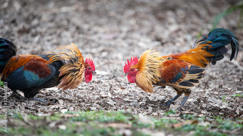 Billede på lærred Two angry wild roosters fighting with neck feathers up