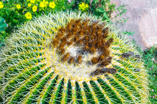 Echinocactus grusonii  popularly known as the golden barrel cactus  golden ball or mother-in-law s cushion is endemic to east-central Mexico. Large cacti growing in open ground in the yard.