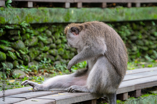 balinese long-tailed monkeys (macaca fascicularis) playing around and scratching each other in the Sacred Monkey Forest in Ubud, Bali, Indonesia
