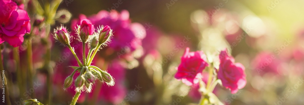 A Variety of Flowers Blooming in Pots on an Urban Balcony at Sunset A Variety of Flowers Blooming in Pots on an Urban Balcony at Sunset