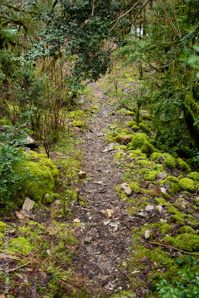 Old forest by the river and moss. Old forest by the river and moss.
