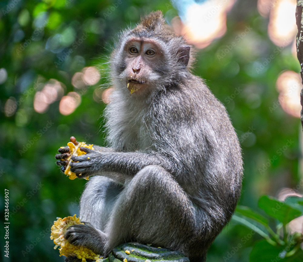 balinese long-tailed monkeys (macaca fascicularis) playing around and scratching each other in the Sacred Monkey Forest in Ubud, Bali, Indonesia balinese long-tailed monkeys (macaca fascicularis) playing around and scratching each other in the Sacred Monkey Forest in Ubud, Bali, Indonesia