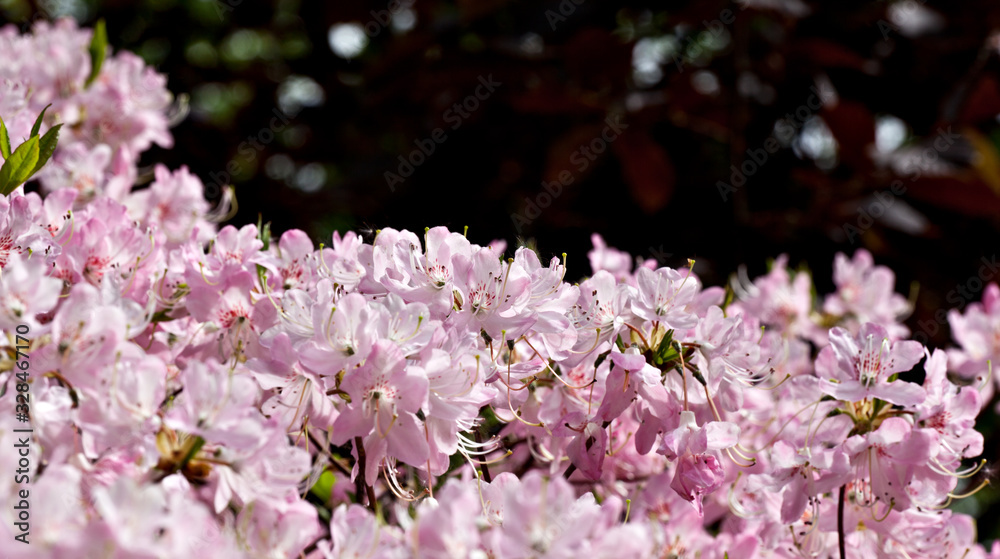 Beauty rhododendron flowers on black background Beauty rhododendron flowers on black background