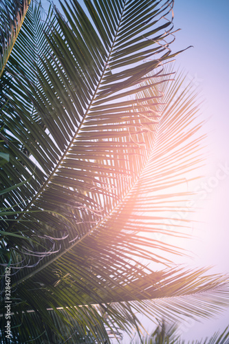 View of palm trees against the sky and sun flare. Tropical background at the resort