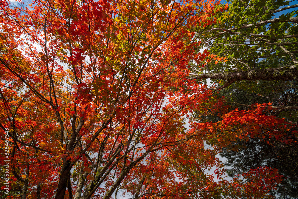 Tree leaves turning color in the autumn foliage Tree leaves turning color in the autumn foliage
