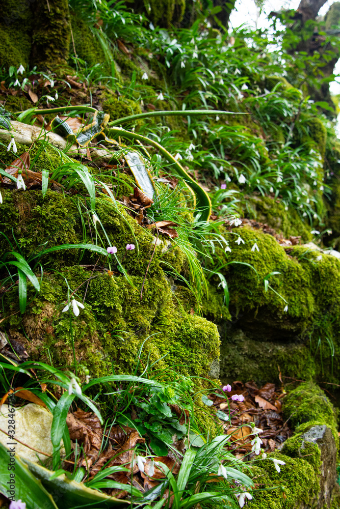 Gorge in the old forest. Gorge in the old forest.