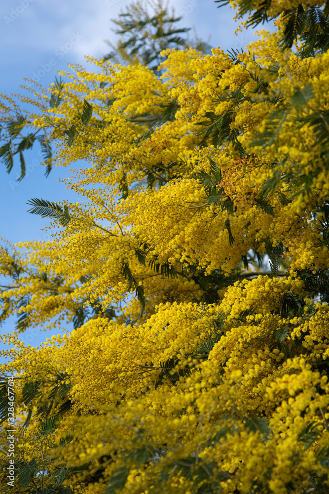 Spring and beautiful mimosa flowers. Spring and beautiful mimosa flowers.
