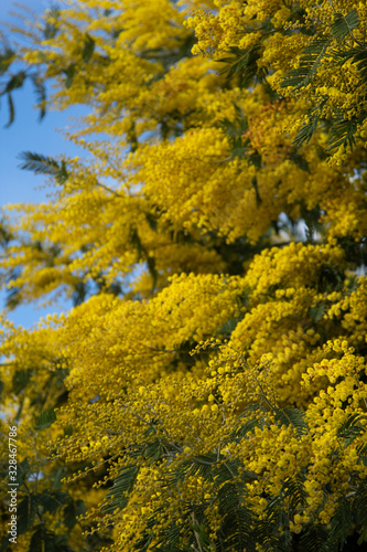 Spring and beautiful mimosa flowers.