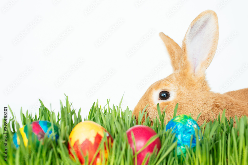 Fototapeta premium Easter bunny in green grass with painted eggs on white background