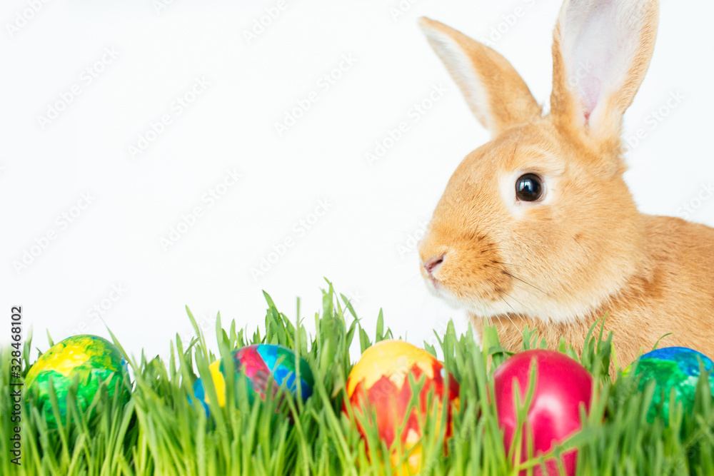 Fototapeta premium Easter bunny in green grass with painted eggs on white background