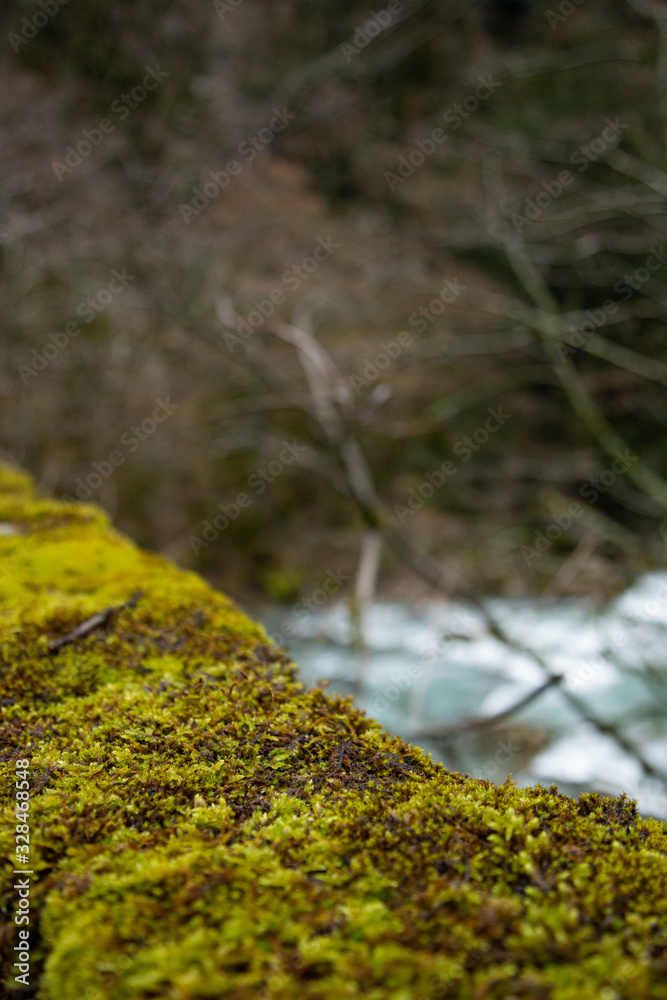 Beautiful river in the old forest. Beautiful river in the old forest.