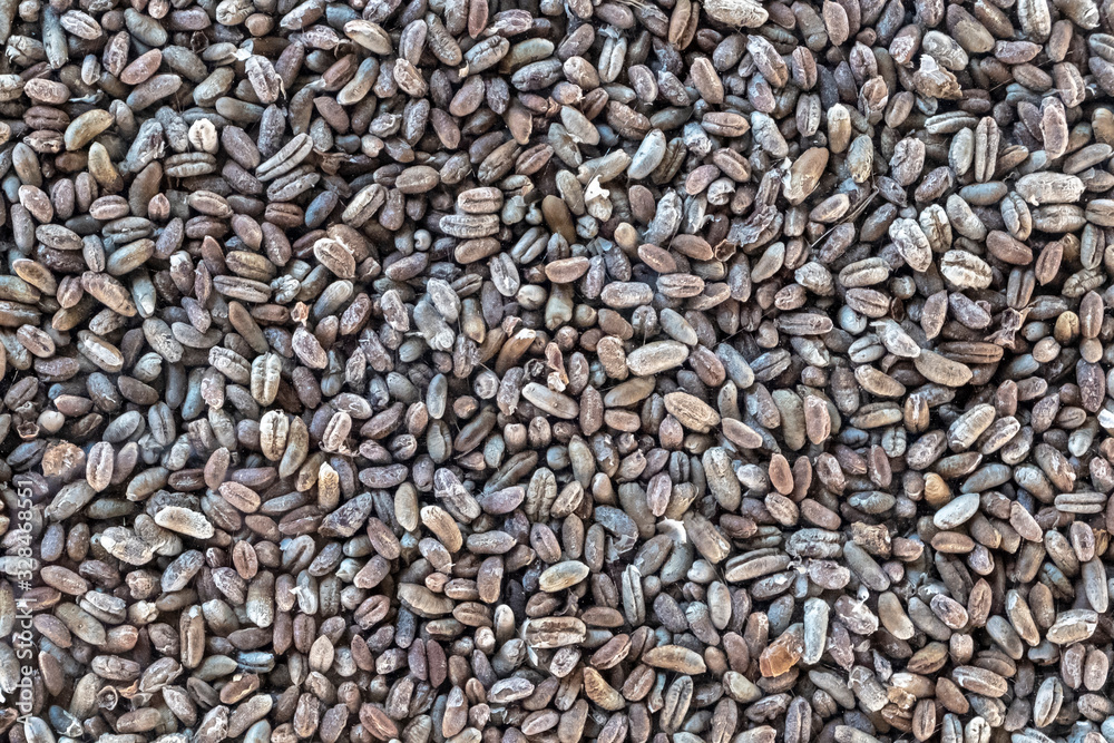 Date seeds background. Biofuel component. Biomass energy.
