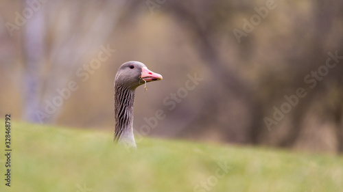 Munich, Bavaria / Germany - Feb 20, 2020: Grey goose curiously peeking behind a grass hill. Stretching her neck to see was going. Concept for curiosity, caught in the act, suspicion. Animal portrait. © Chris Redan