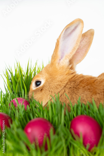 Easter bunny in green grass with painted eggs on white background.
