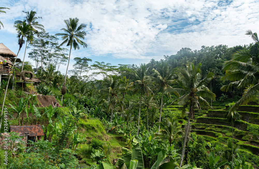 the ricefields Tegallalang on Bali. beautiful view of the green with clouds in the sky the ricefields Tegallalang on Bali. beautiful view of the green with clouds in the sky