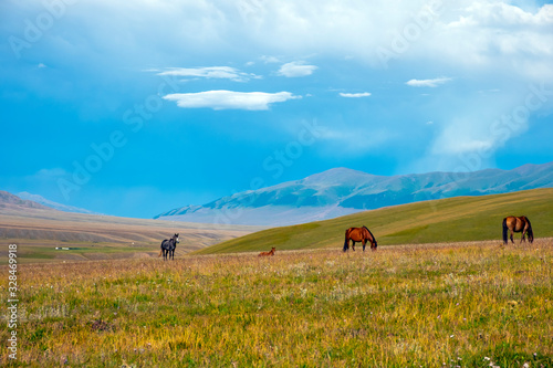 Horses are grasing on mountain valley. Summer landscape. Horses family background. Rural landscape. Nature background. Animal pasture. Wild nature. Assy plateau  Kazakhstan.