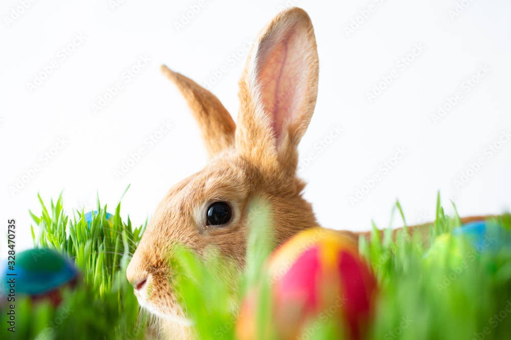 Fototapeta premium Easter bunny in green grass with painted eggs on white background.
